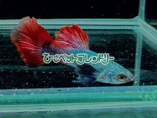 国産　稚魚　ダンボ　レッドタイル　グッピー　＃熱帯魚 大阪府のダンボグッピー その他の中古が安い！激安で譲ります・無料で