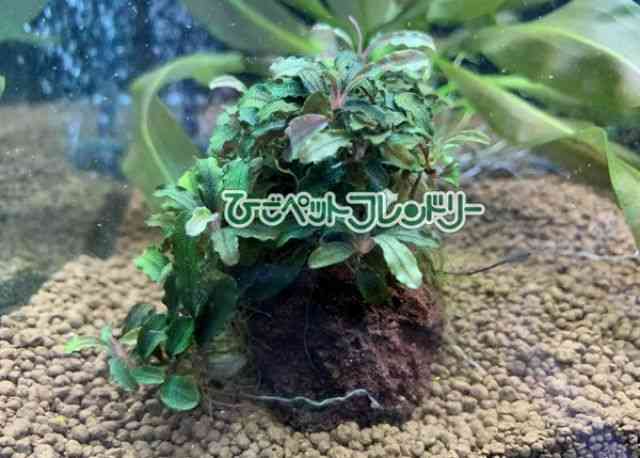 ブセファランドラsp.クダガン[ブセファランドラクダカン] | ひごペット