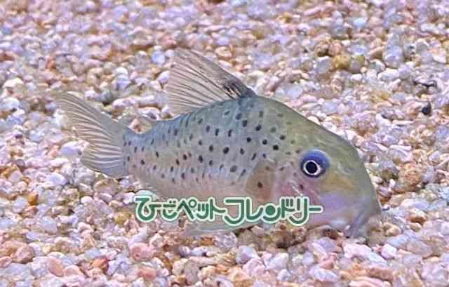 コリドラス ショートノーズ[コリドラス ヨッシャー（ブリード
