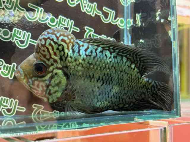 BIG headフラワーホーン 一点物 ビッグヘッドフラワーホーン No.01 | 大型魚,シクリッド | AQUA