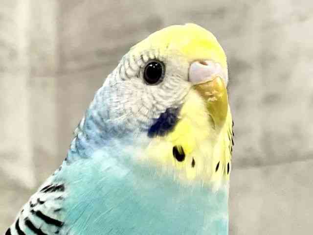 セキセイインコ[【カラー】レインボー] | ひごペットフレンドリー