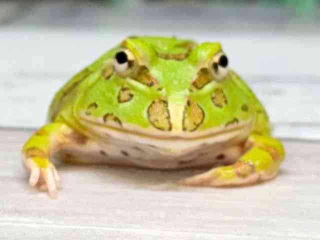 クランウェルツノガエル[【グリーン】] | ひごペットフレンドリー