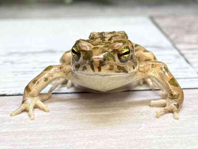 フカミドリカエルページ フカミドリカエルページ フカミドリカエルページ