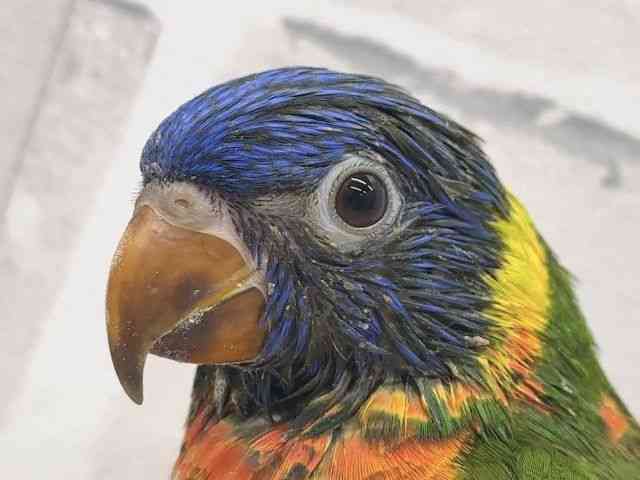 ゴシキセイガイインコ よよちゃん-