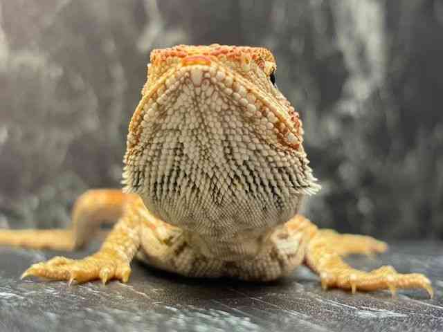 フトアゴヒゲトカゲ[レッド] | ひごペットフレンドリー 【 公式サイト 】