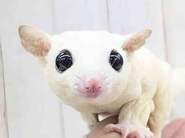 フクロモモンガ[【リューシ】フェスタ開催中！2026年2月1日まで特別