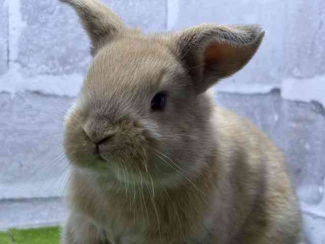 ロップイヤー[オレンジ] | ひごペットフレンドリー 【 公式サイト 】