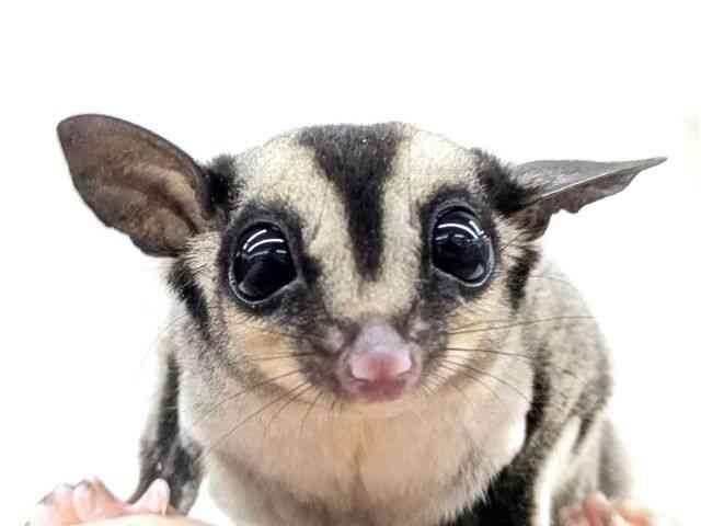 【年末年始特別オーダー専用ページ】フクロモモンガ フクロモモンガ[【ノーマル】フェスタ開催中！2026年2月1日まで特別