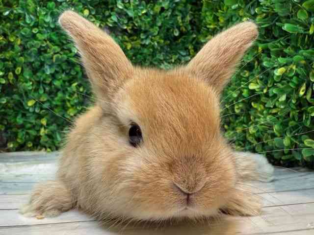 ロップイヤー | ひごペットフレンドリー 【 公式サイト 】