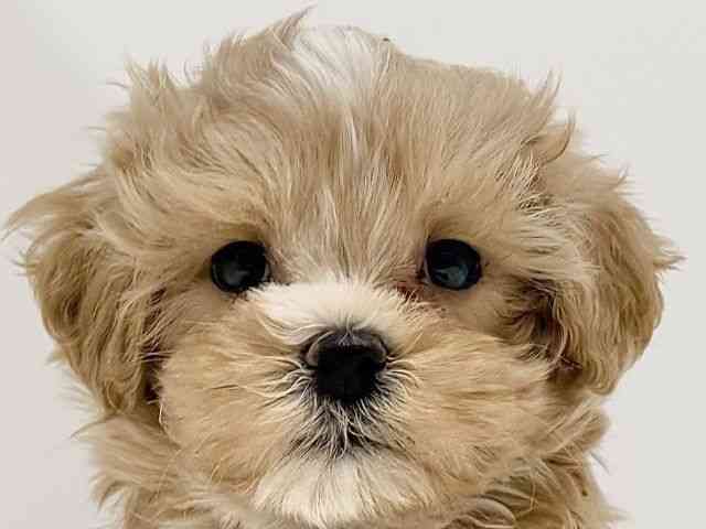 奈良県のハーフ犬・ミックス犬 (ひごペットフレンドリーイオンモール橿原ウエスト・ビレッジ店/2025年12月6日生まれ/男の子/クリーム)の子犬