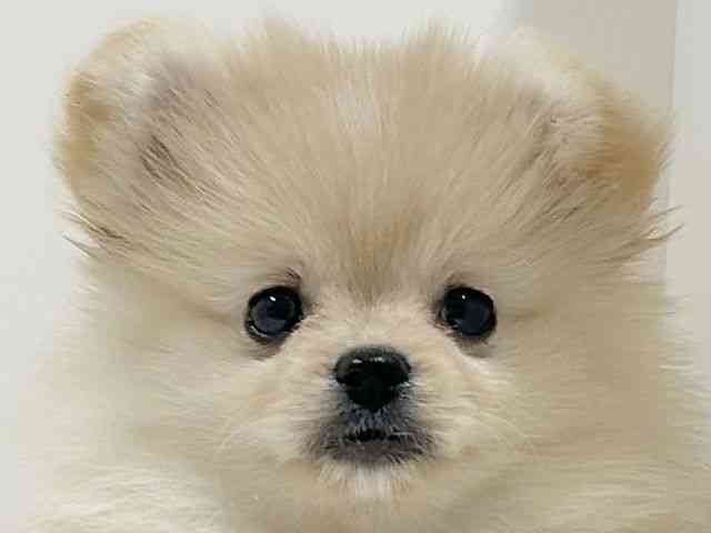 奈良県のハーフ犬・ミックス犬 (ひごペットフレンドリーイオンモール橿原ウエスト・ビレッジ店/2025年11月28日生まれ/女の子/クリーム)の子犬の1枚目の画像