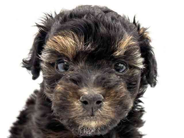 大阪府のトイプードル(トイ) (ひごペットフレンドリーイオンタウン茨木太田店/2025年12月7日生まれ/女の子/ブラックタン)の子犬の1枚目の画像