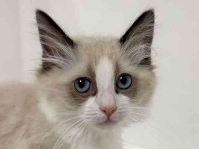 愛知県のラグドール (ひごペットフレンドリーイトーヨーカドー知多店/2025年12月5日生まれ/女の子/シールポイントバイカラー)の子猫の1枚目の画像