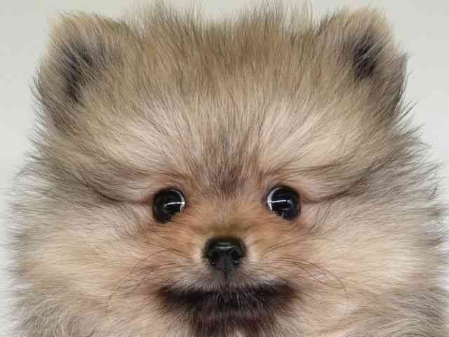 大阪府のポメラニアン (ひごペットフレンドリー瓜破店/2025年12月7日生まれ/男の子/ウルフセーブル)の子犬