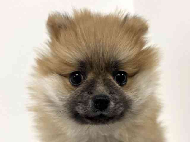 愛知県のポメラニアン (ひごペットフレンドリーイトーヨーカドー知多店/2025年12月6日生まれ/女の子/オレンジ)の子犬の1枚目の画像