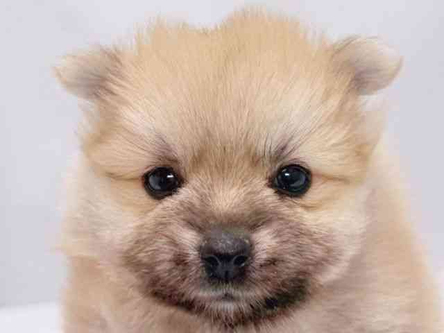 大阪府のポメラニアン (ひごペットフレンドリーイズミヤショッピングセンター千里丘店/2025年12月6日生まれ/男の子/オレンジ)の子犬の1枚目の画像