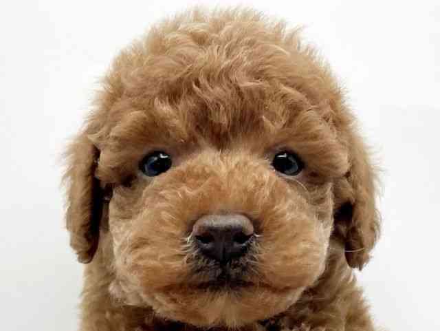 奈良県のトイプードル(トイ) (ひごペットフレンドリートナリエ大和高田店/2025年12月7日生まれ/男の子/レッド)の子犬の1枚目の画像