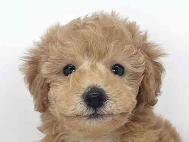 兵庫県のトイプードル(トイ) (ひごペットフレンドリーイオンタウン加古川店/2025年12月6日生まれ/女の子/アプリコット)の子犬の1枚目の画像