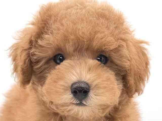 大阪府のトイプードル(トイ) (ひごペットフレンドリーイオンそよら海老江店/2025年12月6日生まれ/男の子/レッド)の子犬の1枚目の画像