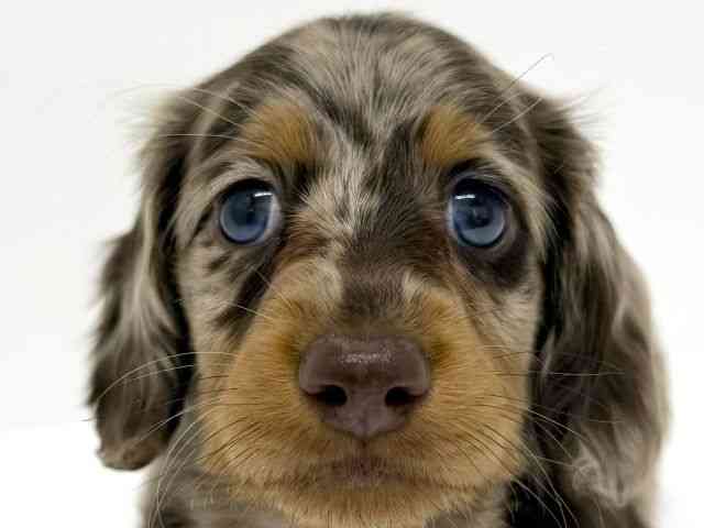 大阪府のミニチュアダックスフンド(ロング) (ひごペットフレンドリーくずはモール店/2025年12月5日生まれ/男の子/チョコレートダップル)の子犬の1枚目の画像