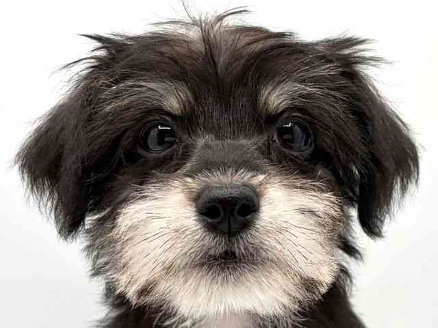 奈良県のハーフ犬・ミックス犬 (ひごペットフレンドリー田原本店/2025年12月4日生まれ/女の子/ブラック)の子犬の1枚目の画像