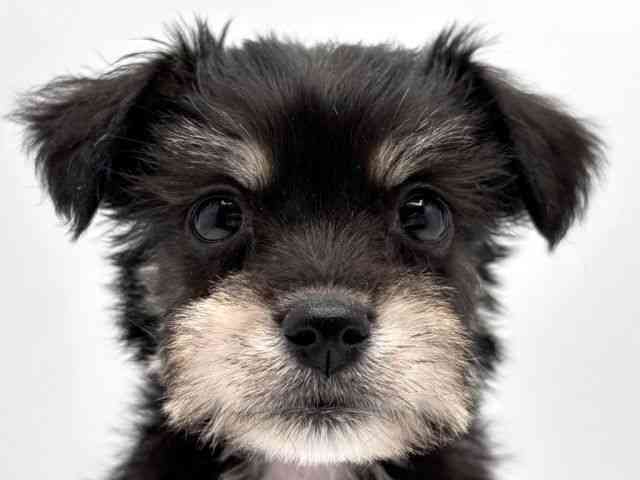 奈良県のハーフ犬・ミックス犬 (ひごペットフレンドリー田原本店/2025年12月4日生まれ/女の子/ブラック)の子犬の1枚目の画像