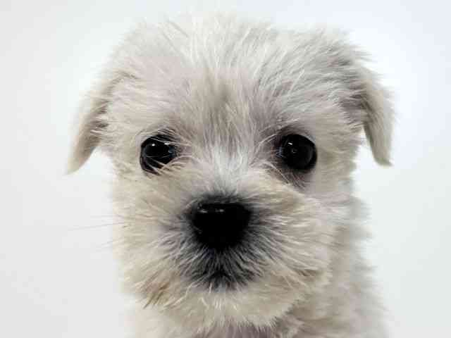 兵庫県のハーフ犬・ミックス犬 (ひごペットフレンドリーイトーヨーカドー明石店/2025年12月4日生まれ/女の子/ホワイト)の子犬の1枚目の画像