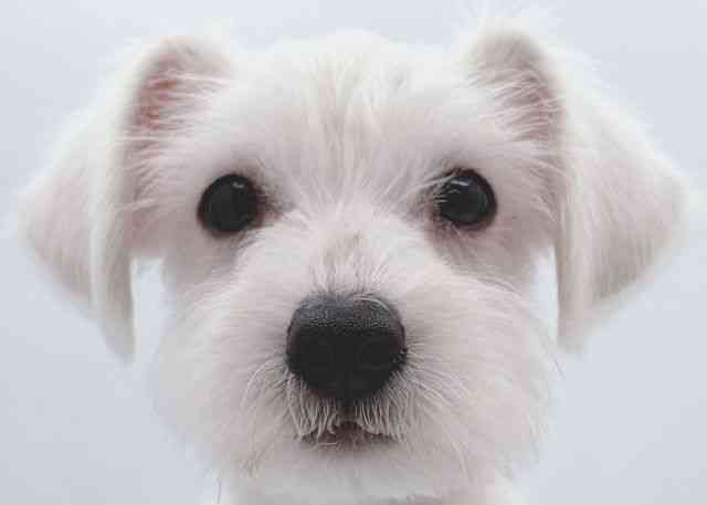 島根県のハーフ犬・ミックス犬 (ひごペットフレンドリーイオン松江ショッピングセンター店/2025年12月4日生まれ/男の子/ホワイト)の子犬の1枚目の画像