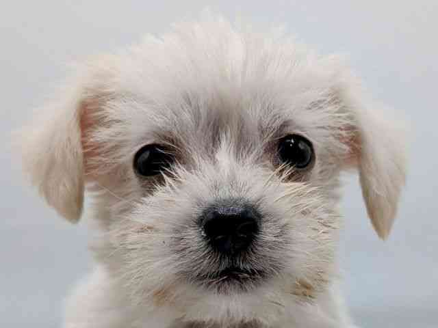 香川県のハーフ犬・ミックス犬 (ひごペットフレンドリーゆめタウン高松店/2025年12月4日生まれ/男の子/ホワイト)の子犬の1枚目の画像