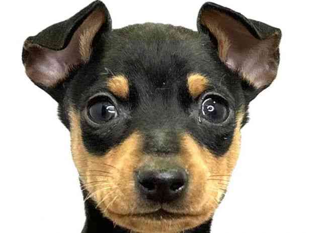 愛媛県のミニチュアピンシャー (ひごペットフレンドリーエミフルMASAKI店/2025年12月7日生まれ/男の子/ブラックタン)の子犬の1枚目の画像