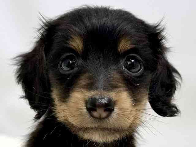 広島県のミニチュアダックスフンド(ロング) (ひごペットフレンドリーゆめタウン廿日市店/2025年12月6日生まれ/女の子/ブラックタン)の子犬