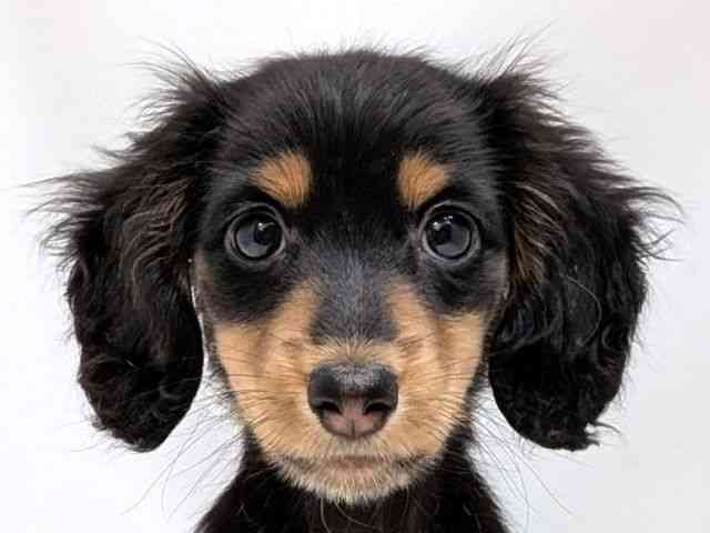 広島県のミニチュアダックスフンド(ロング) (ひごペットフレンドリーゆめタウン廿日市店/2025年12月6日生まれ/女の子/ブラックタン)の子犬の1枚目の画像