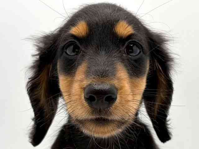 奈良県のミニチュアダックスフンド(ロング) (ひごペットフレンドリー田原本店/2025年12月6日生まれ/男の子/ブラックタン)の子犬の1枚目の画像