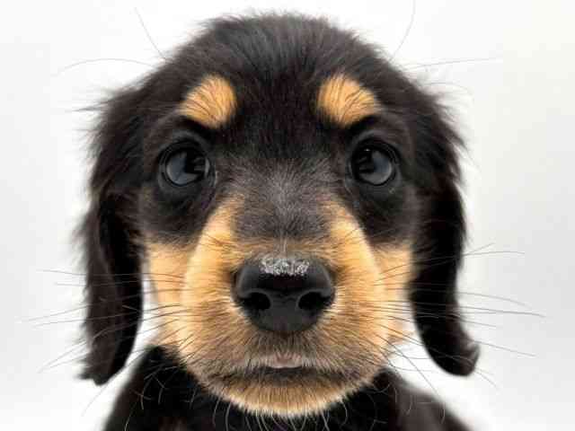 奈良県のミニチュアダックスフンド(ロング) (ひごペットフレンドリー田原本店/2025年12月6日生まれ/男の子/ブラックタン)の子犬