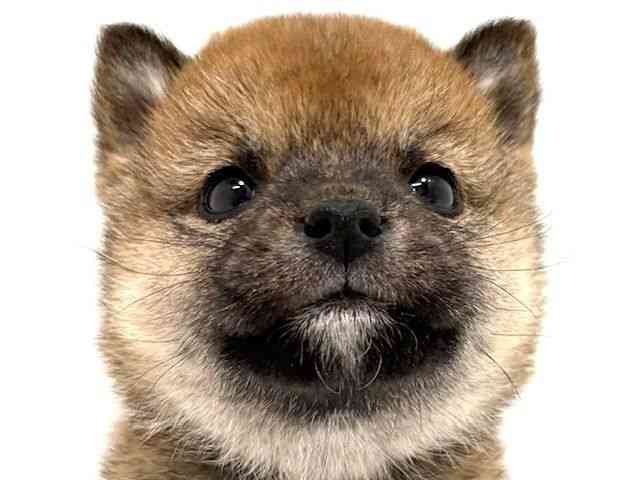 大阪府の柴犬(標準サイズ) (ひごペットフレンドリーイオン高槻店/2025年12月5日生まれ/女の子/赤)の子犬