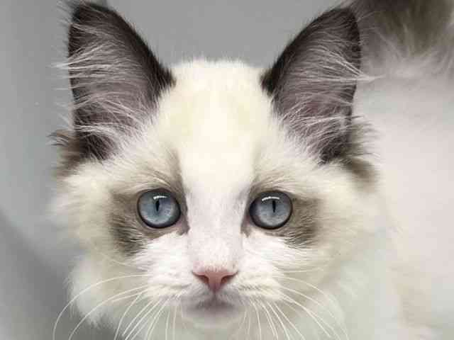 徳島県のラグドール (ひごペットフレンドリーゆめタウン徳島店/2025年12月4日生まれ/女の子/シールポイントバイカラー)の子猫の1枚目の画像