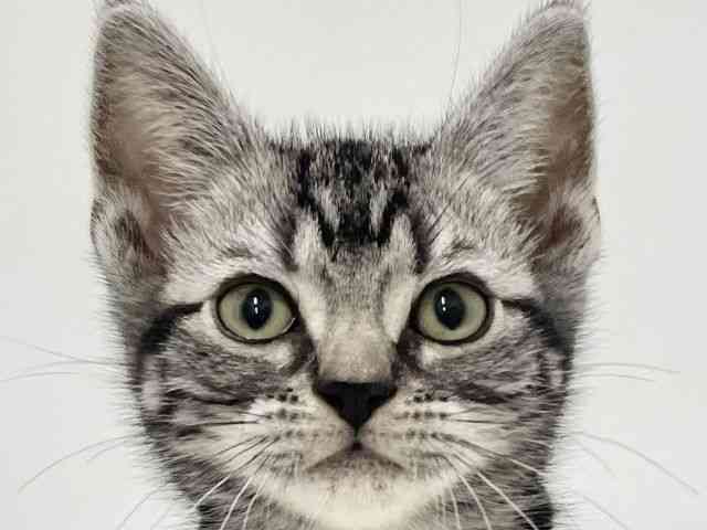 高知県のアメリカンショートヘアー (ひごペットフレンドリーイオンモール高知店/2025年12月3日生まれ/男の子/シルバータビー)の子猫の1枚目の画像