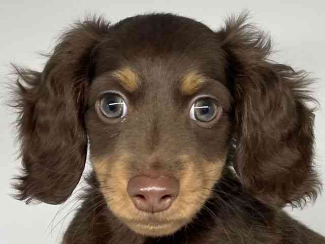 徳島県のカニンヘンダックスフンド(ロング) (ひごペットフレンドリーゆめタウン徳島店/2025年12月2日生まれ/男の子/チョコレートタン)の子犬の1枚目の画像