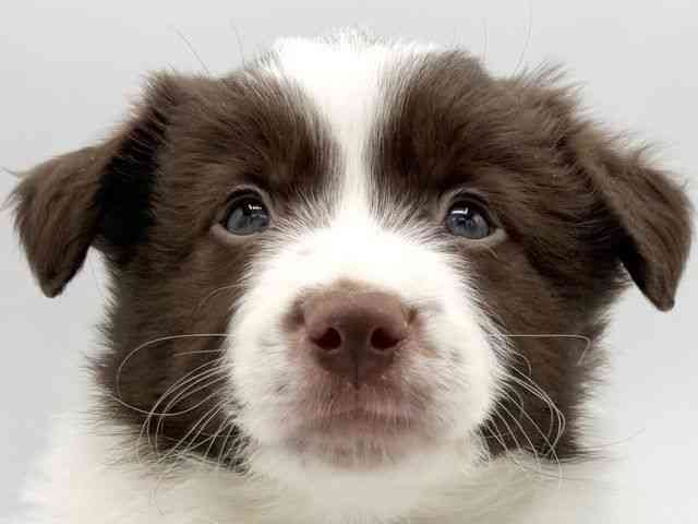 大阪府のボーダーコリー (ひごペットフレンドリーららぽーとEXPOCITY店/2025年12月7日生まれ/男の子/チョコレートホワイト)の子犬の1枚目の画像