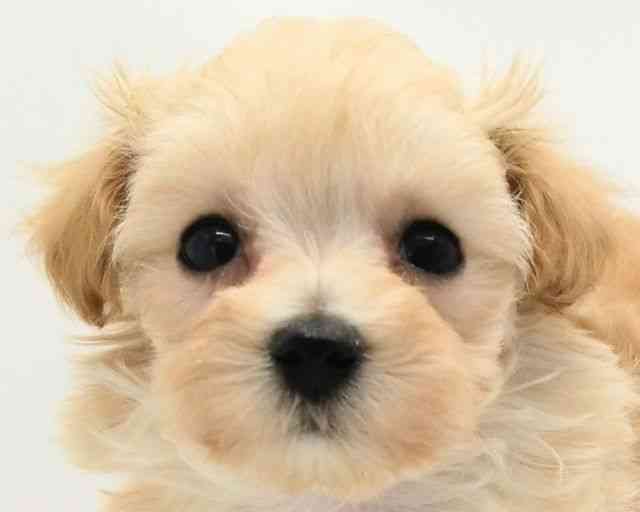 兵庫県のハーフ犬・ミックス犬 (ひごペットフレンドリークラウンパーク伊丹店/2025年12月4日生まれ/女の子/クリーム)の子犬の1枚目の画像