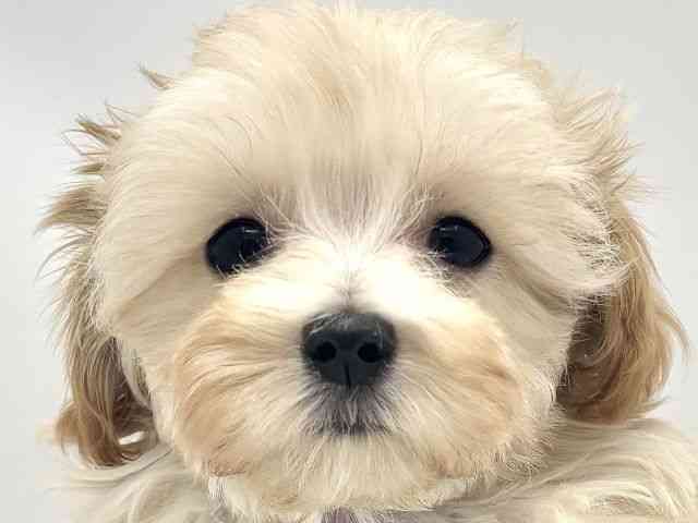 兵庫県のハーフ犬・ミックス犬 (ひごペットフレンドリークラウンパーク伊丹店/2025年12月4日生まれ/女の子/クリーム)の子犬の1枚目の画像