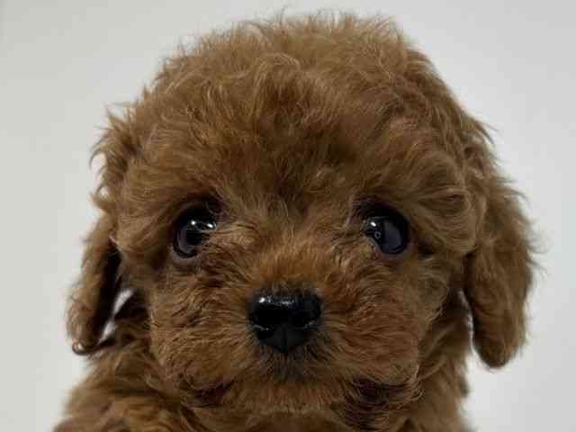 兵庫県のトイプードル(トイ) (ひごペットフレンドリーイトーヨーカドー明石店/2025年12月5日生まれ/男の子/レッドフォーン)の子犬