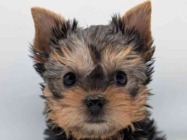 香川県のヨークシャーテリア (ひごペットフレンドリーゆめタウン高松店/2025年12月7日生まれ/女の子/スチールブルータン)の子犬