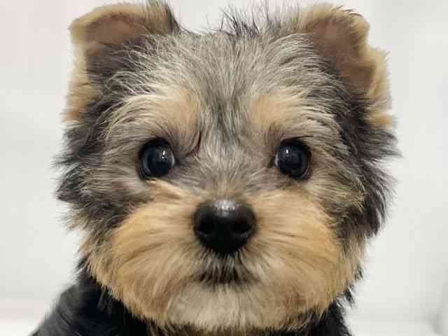 高知県のヨークシャーテリア (ひごペットフレンドリーイオンモール高知店/2025年12月7日生まれ/女の子/スチールブルータン)の子犬の1枚目の画像