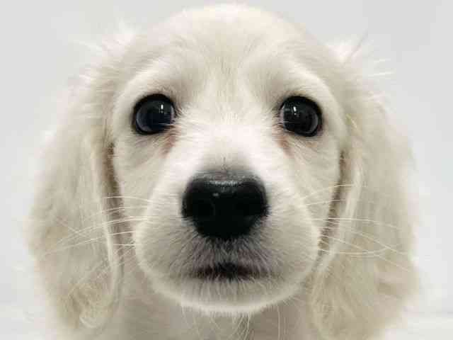 高知県のミニチュアダックスフンド(ロング) (ひごペットフレンドリーイオンモール高知店/2025年12月5日生まれ/男の子/イエロー)の子犬の1枚目の画像