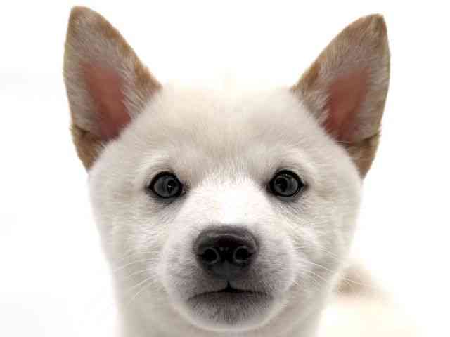 大阪府の柴犬(標準サイズ) (ひごペットフレンドリーイオンそよら海老江店/2025年12月6日生まれ/男の子/白)の子犬の1枚目の画像