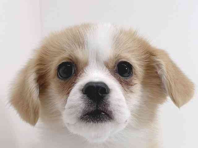 京都府のハーフ犬・ミックス犬 (ひごペットフレンドリーイズミヤショッピングセンター八幡店/2025年12月5日生まれ/女の子/レッドホワイト)の子犬の1枚目の画像