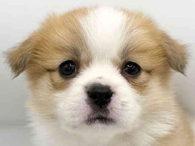 大阪府のハーフ犬・ミックス犬 (ひごペットフレンドリーららぽーとEXPOCITY店/2025年12月5日生まれ/女の子/レッドホワイト)の子犬の1枚目の画像