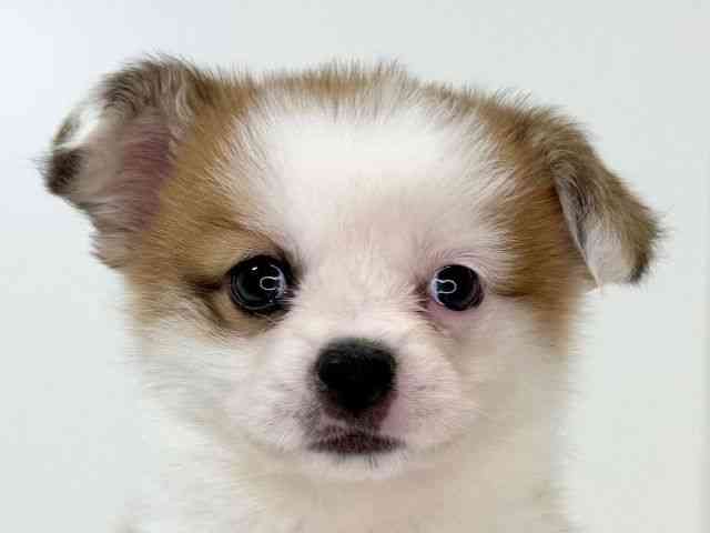 兵庫県のハーフ犬・ミックス犬 (ひごペットフレンドリーイトーヨーカドー明石店/2025年12月5日生まれ/男の子/レッドホワイト)の子犬の1枚目の画像