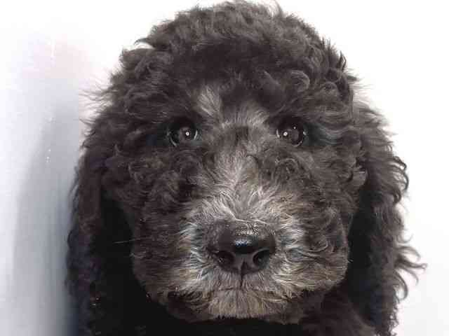 奈良県のスタンダードプードル (ひごペットフレンドリー奈良パワーシティ店/2025年12月4日生まれ/男の子/シルバー)の子犬の1枚目の画像